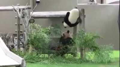 I swear Pandas are just clumsy drunk people wearing black and white ninja bear costumes and I love them! ??❤️