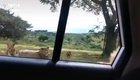 Safari trip.