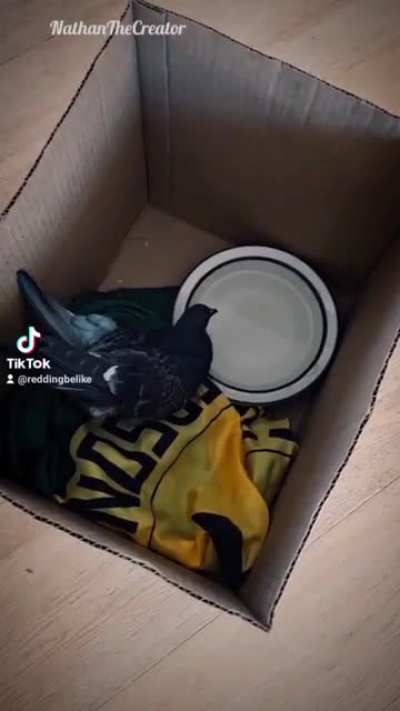 I saved a birb. Parts 1 & 2. ??‍♂️?