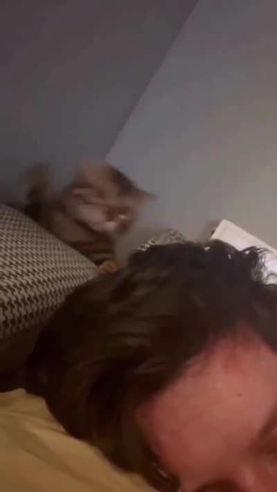 Orange cat activity