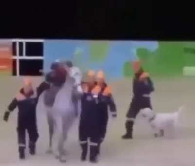 Ambulance horse at your service