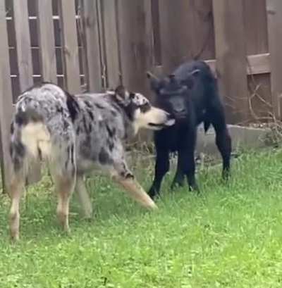 Guys Bandit and Stanley are friends now