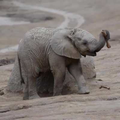? Baby elephant showing off its balancing skills ?