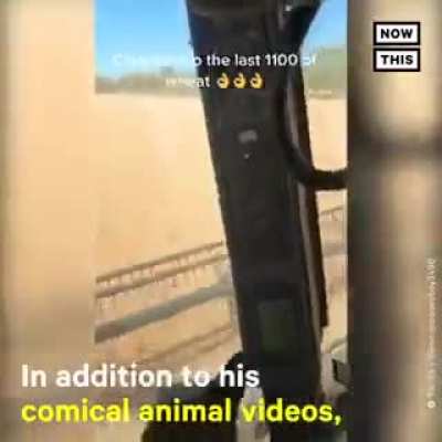 Farm animals being jerks