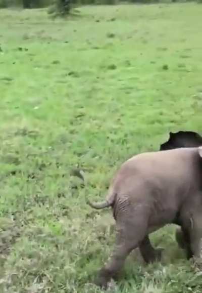 Baby’s elephant trying to intimidate the camera man ?