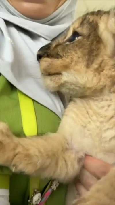 Baby lion?