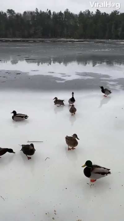 ?This is how mallards land when the surface of the lake is frozen