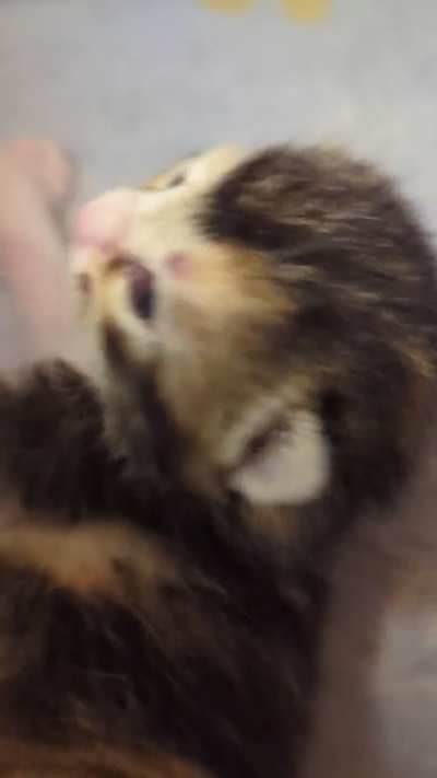 Volume up to hear an 8 day old purr?(OC)