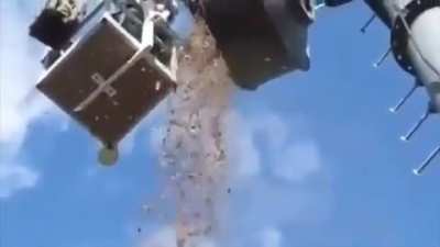 300+ pounds of acorn stored by a squirrel in a transmitting antenna