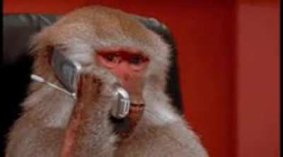 POV : Harambe called you and tells you to start the revolution