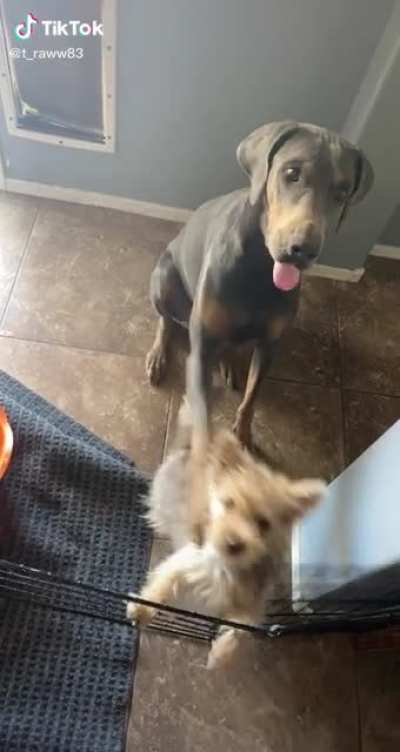 He knows they won’t get a treat until they both sit ?