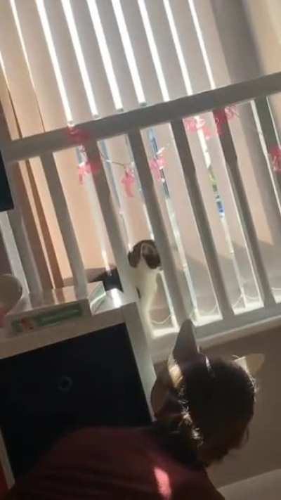 Just playing with the cat