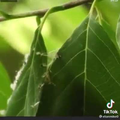 ? This bird is sewing leaves to make the nest ?