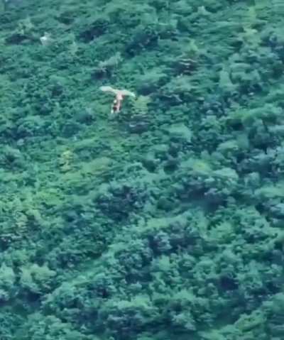 ? Raptor drops its prey mid-flight only to swoop around and catch it again.
