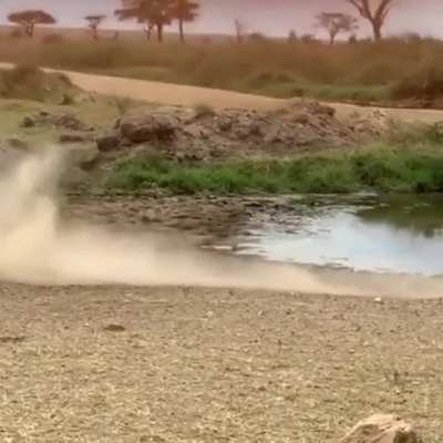 Epic fake from gazelle to lion