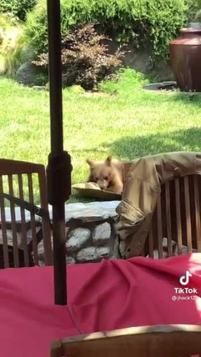 Little Bear
