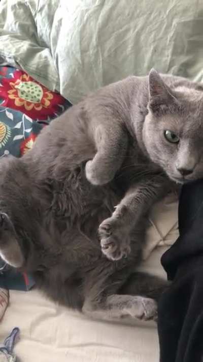 Tell me you want belly rubs without telling me you want belly rubs