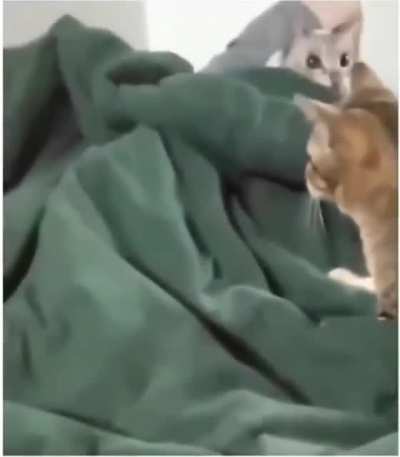 That face?