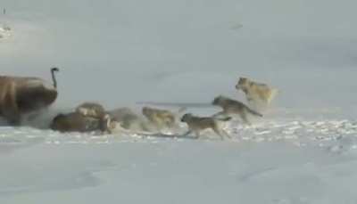 ? Bison killing another Bison for wolves!