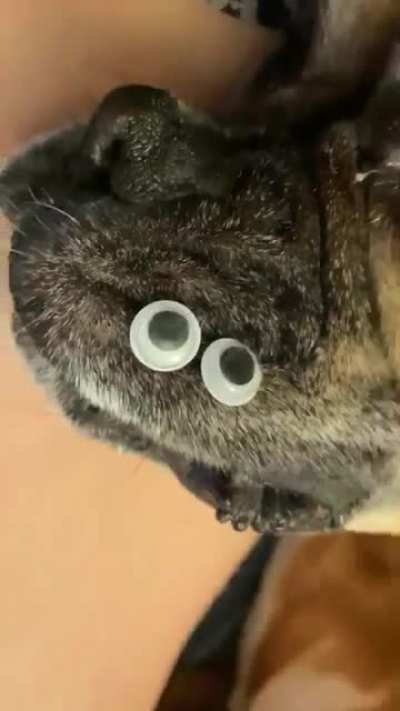 My friends and I have a fun game where we put googly eyes on things