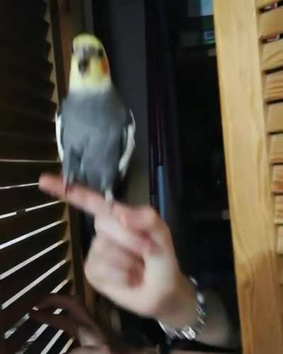 Peekaborb