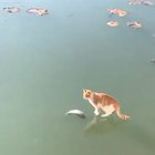 Cat tryna grab a snack