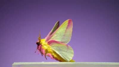 ?Most beautiful moth flying away