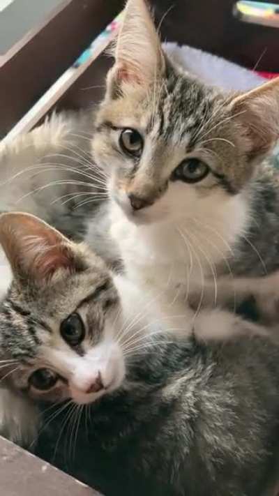 Kitten sisters purr and squeak?