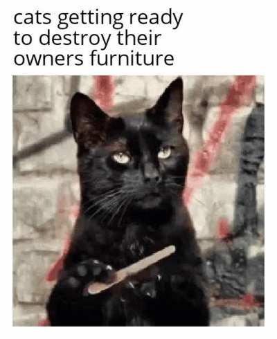 Not cool, cat