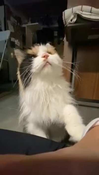 Please gib attention ?