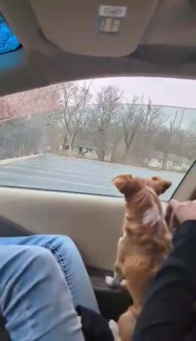 dog goes vroom