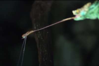 How a chameleon shoots its tongue in slow mo. (Credit to Slow Mo guys)