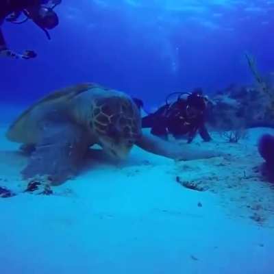 ? Sea turtles can grow to be massive, with the largest ever weighing 871 lb.
