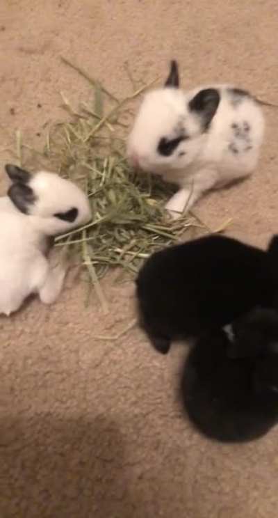Two weeks old today ?
