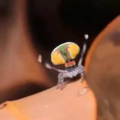? Peacock spiders (maratus volans) finding partners with their dances