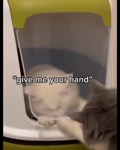 Cat thinks he's trapped in the litterbox