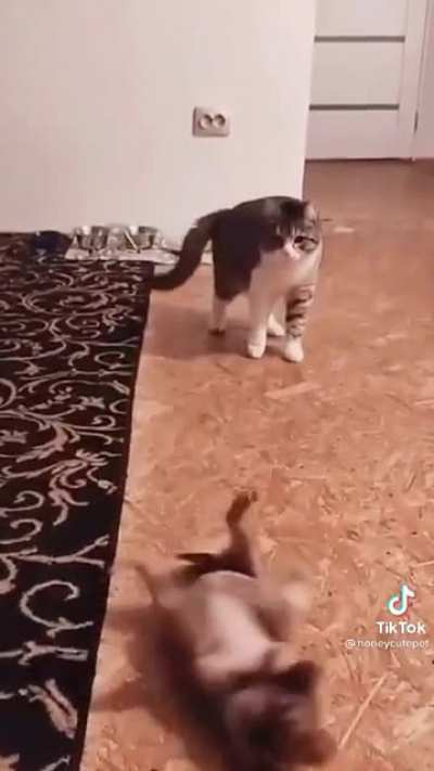 “I didn’t even do touch him!” ?