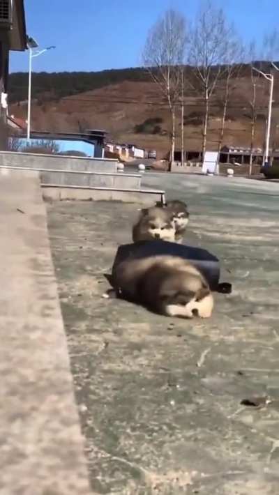 Chonky Derps