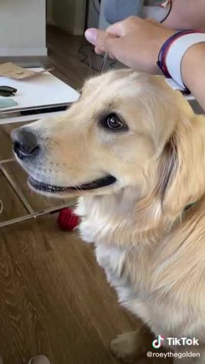 Pet the damn dog.