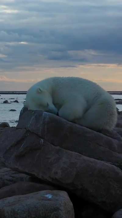 The polar bear looks like a sleeping princess ?