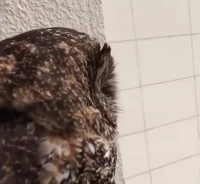 A friendly owl…