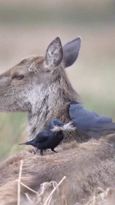 ? Jackdaws are taking the deer's fur to use as nest material.