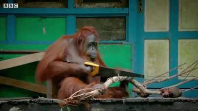 ?Orangutan learns how to saw a tree