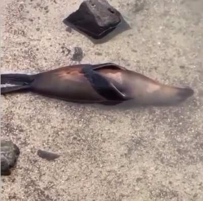 ? This seal has reached peak level of chill ?