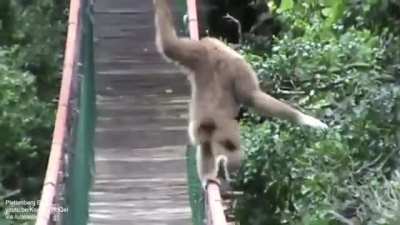 ? Gibbon crossing a bridge