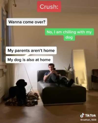 The dog looks cute
