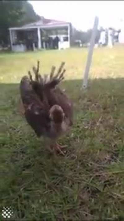 What to see a baby peacock ?