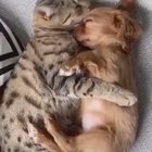 My heart is melting ??