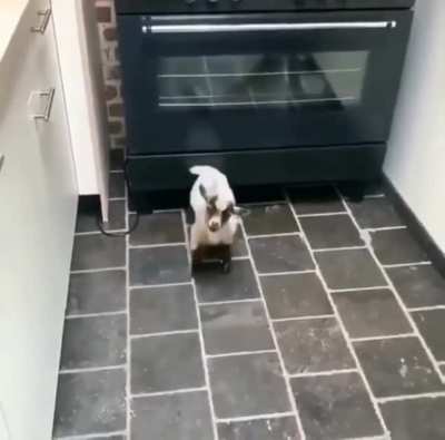 That little tail wag ?