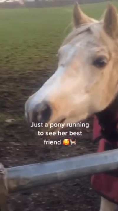 Just a pony running to see her best friend ?